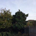 Tree Maintenance Maidstone