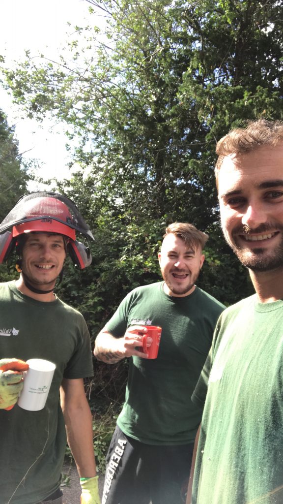 Tree Surgery Tunbridge Wells