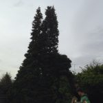 Tree Maintenance Tunbridge Wells