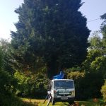 Tree Maintenance in Tunbridge Wells