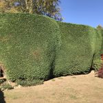 Hedge Trimming Services