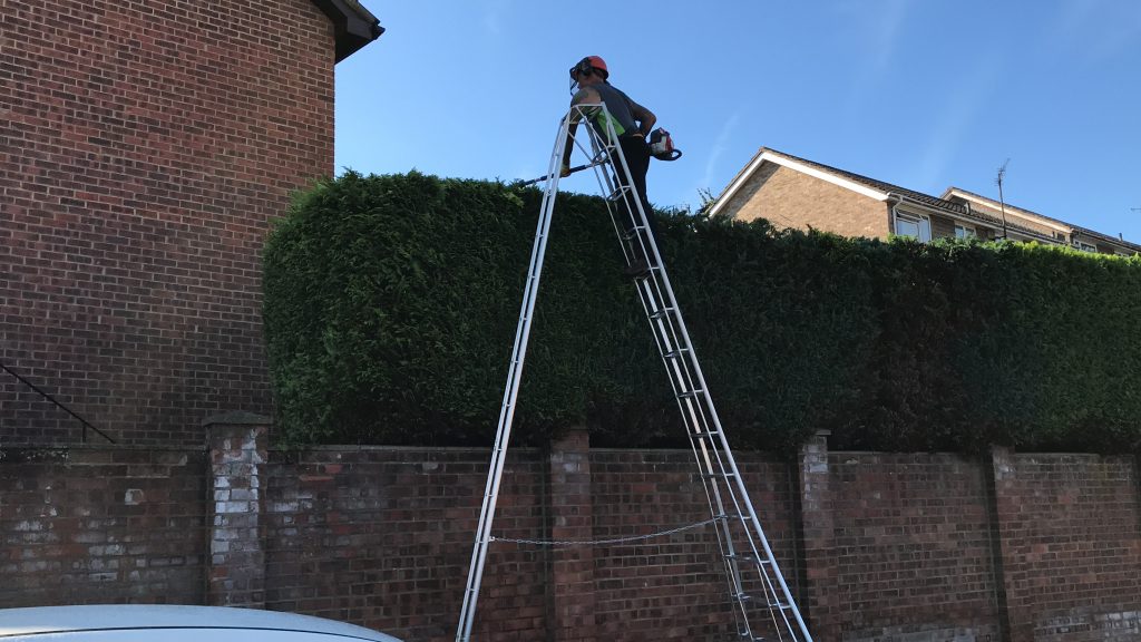 Tree Surgery Tunbridge Wells