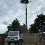 Tree Cutting in Maidstone