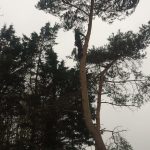 Tree Surgery Services