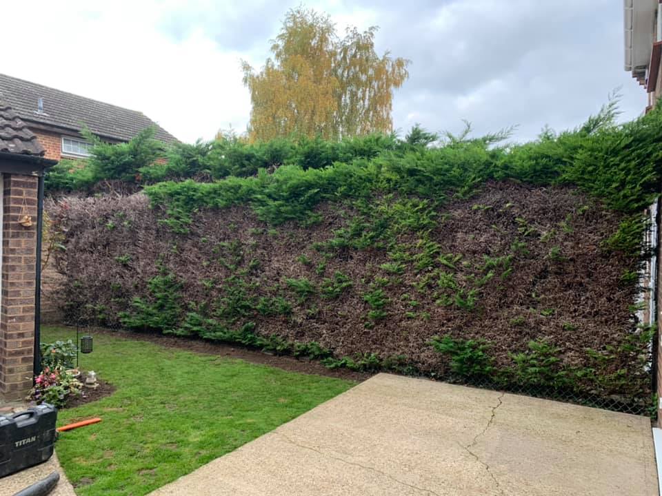 Tree Surgery Tunbridge Wells