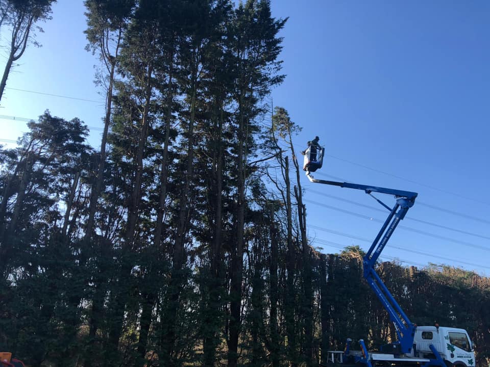 Tree Maintenance Tunbridge Wells