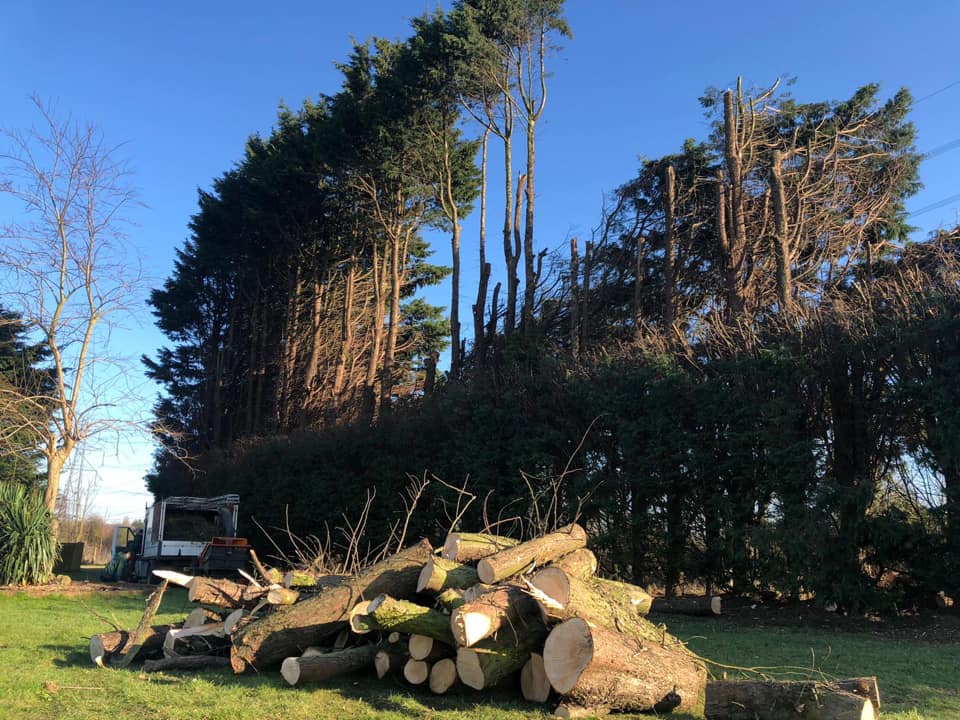 Tree Surgery Sevenoaks
