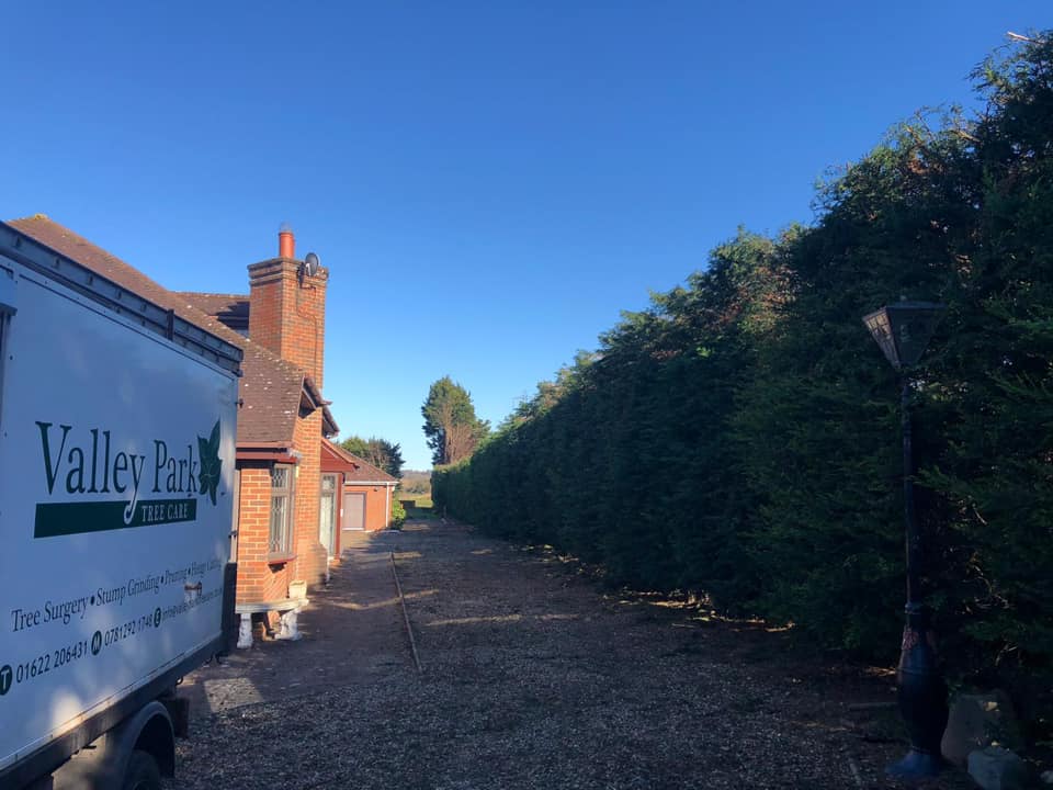 Tree Care Tunbridge Wells