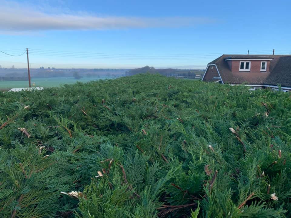 Tree Surgery Sevenoaks