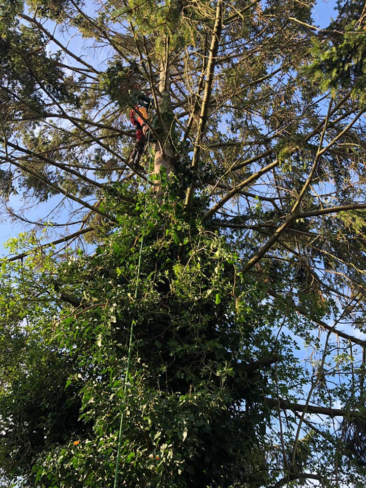 Tree Surgery Maidstone