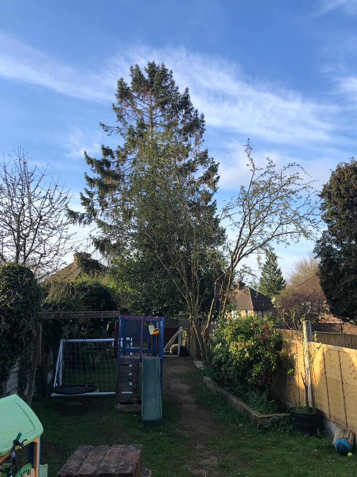 Tree Surgery Maidstone