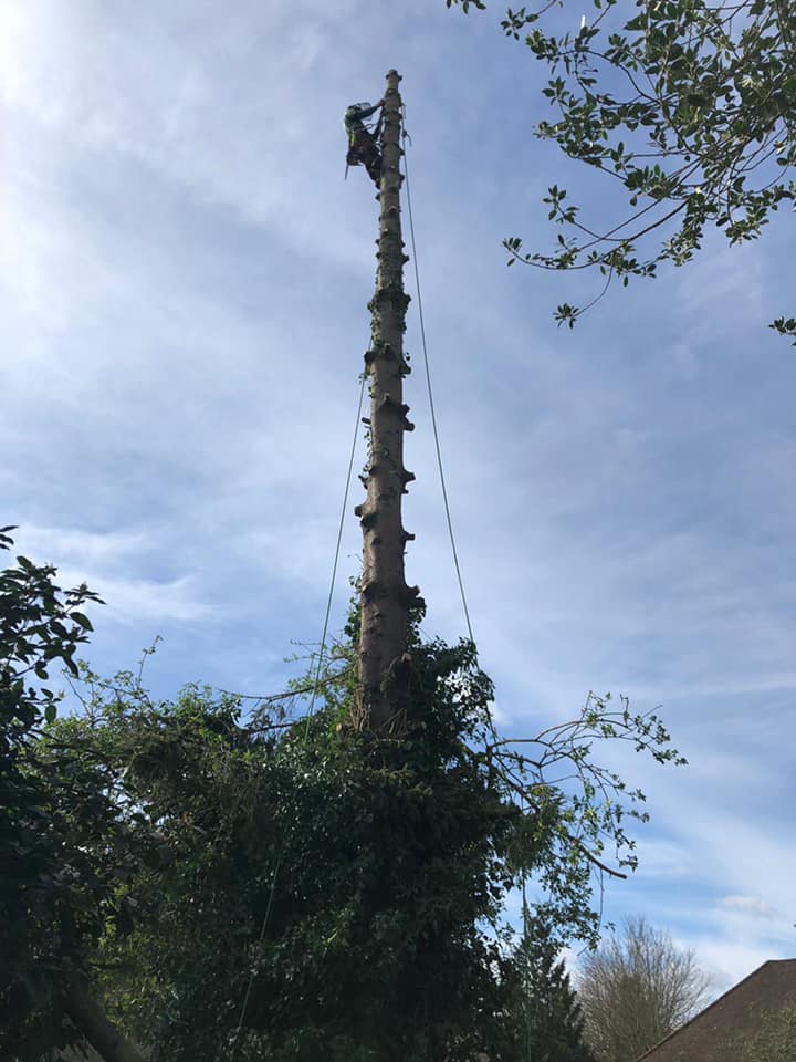 Tree Surgery Maidstone