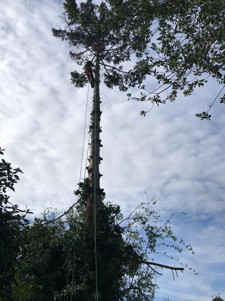 Tunbridge Wells Tree Surgeon