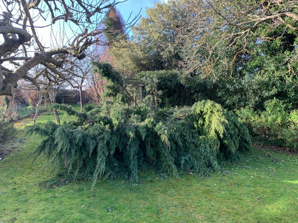 Tree Surgeon Tunbridge Wells