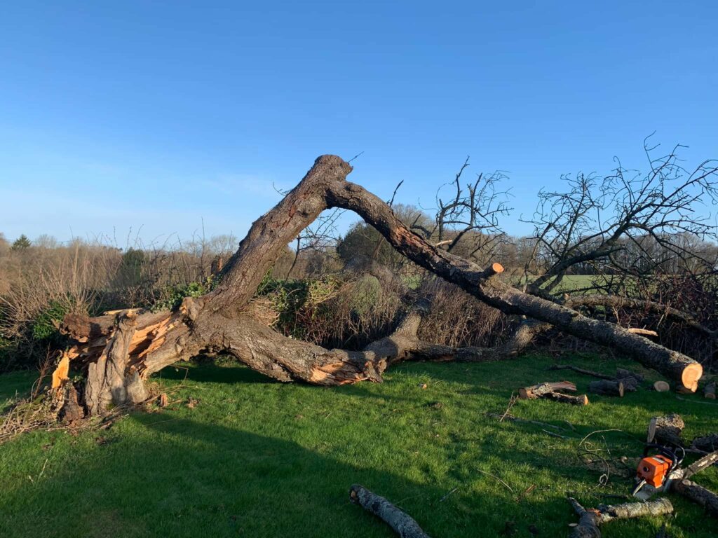 Tree Surgeon Tunbridge Wells