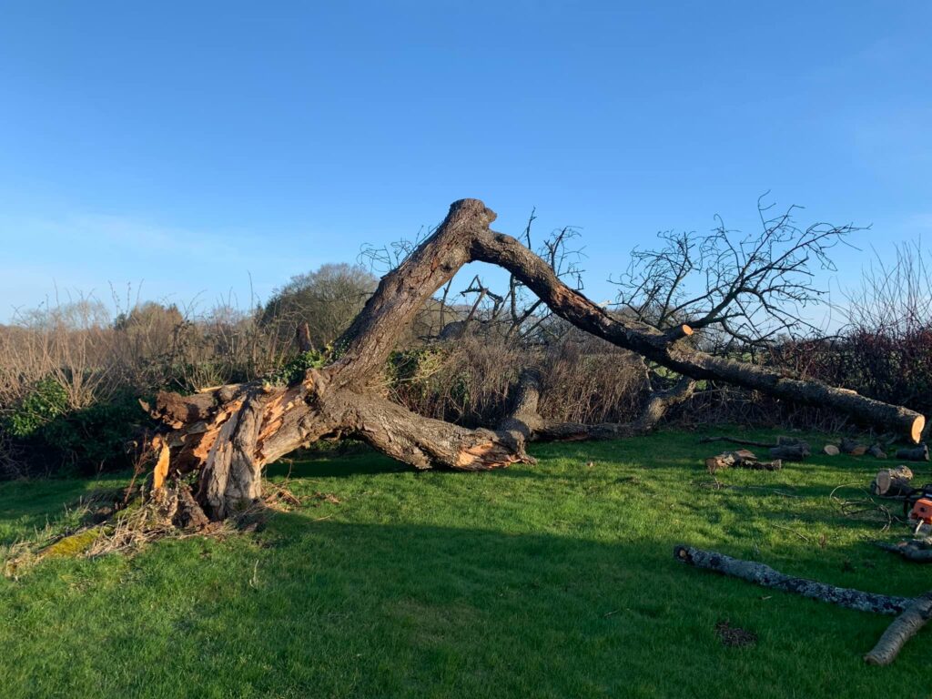 Tree Surgeon Tunbridge Wells