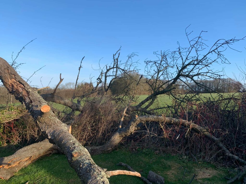 Tree Surgeon Tunbridge Wells
