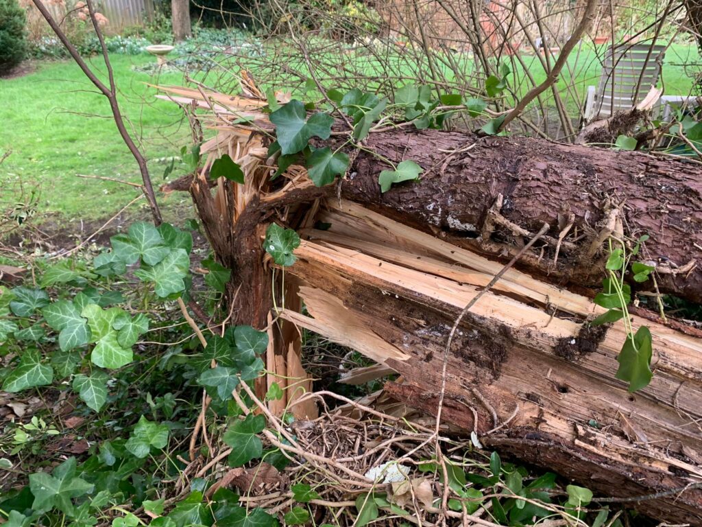 Tree Surgeon Sevenoaks