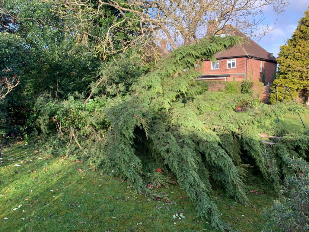 Tree Surgeon Sevenoaks