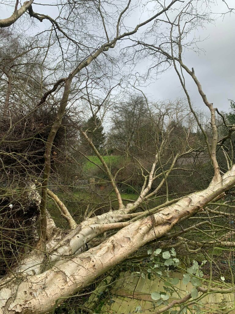 Tree Surgeon Sevenoaks