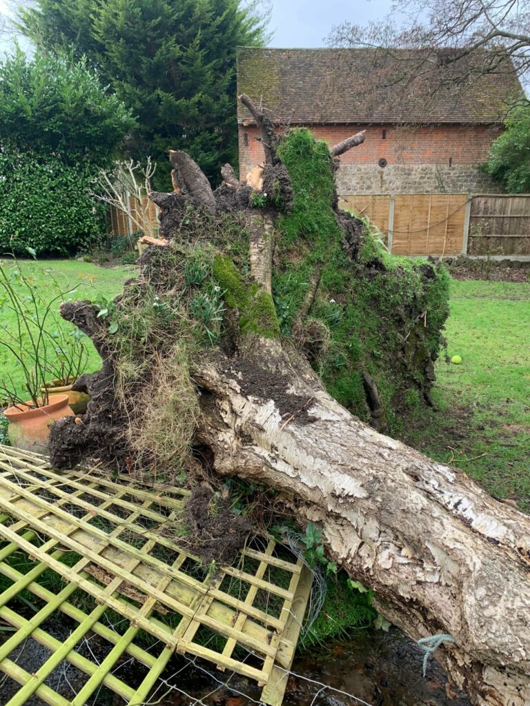 Tunbridge Wells Tree Surgery