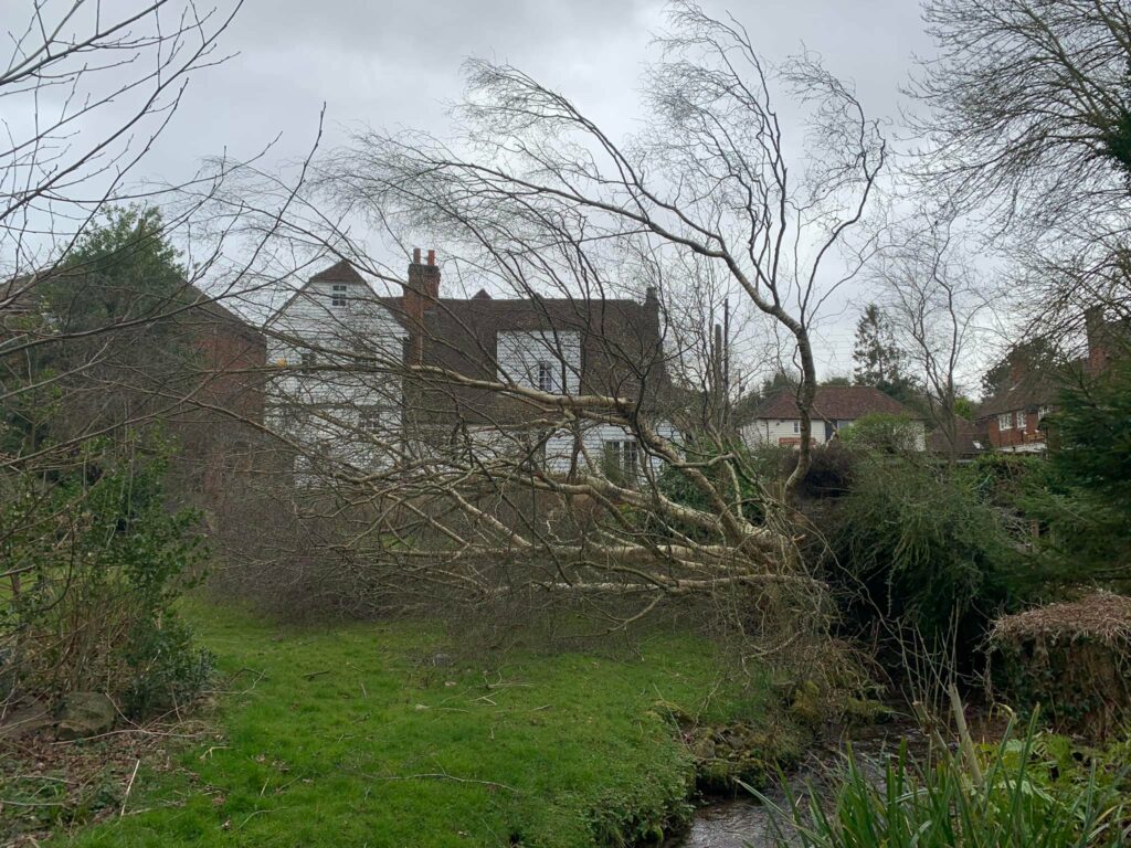 Tunbridge Wells Tree Surgery
